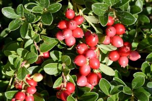 How to Grow Cranberry Plants in the Garden