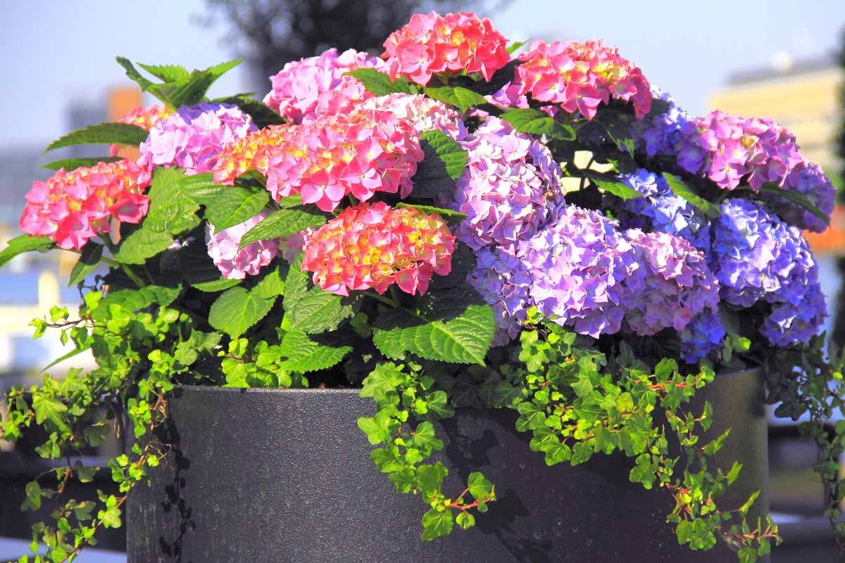 A close up horizontal image of a dark gray planter with bright blue and pink flowers pictured in bright sunshine on a soft focus background.