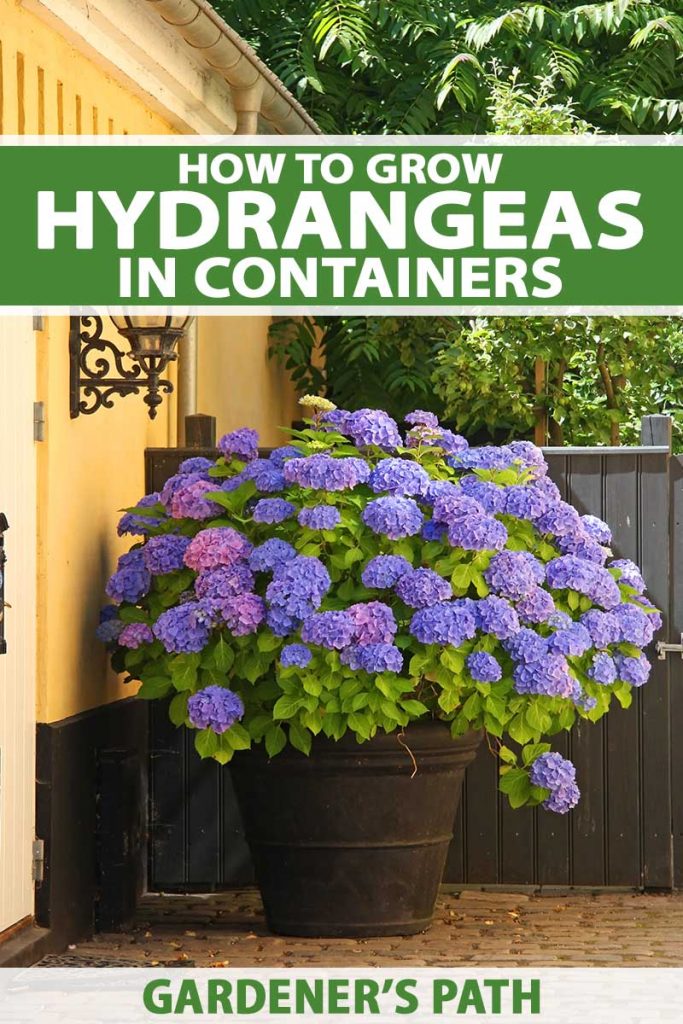 how to care for hydrangeas in pots outdoors