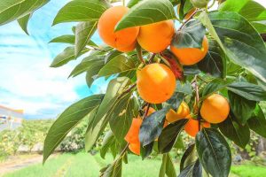 How to Grow Asian Persimmon Trees