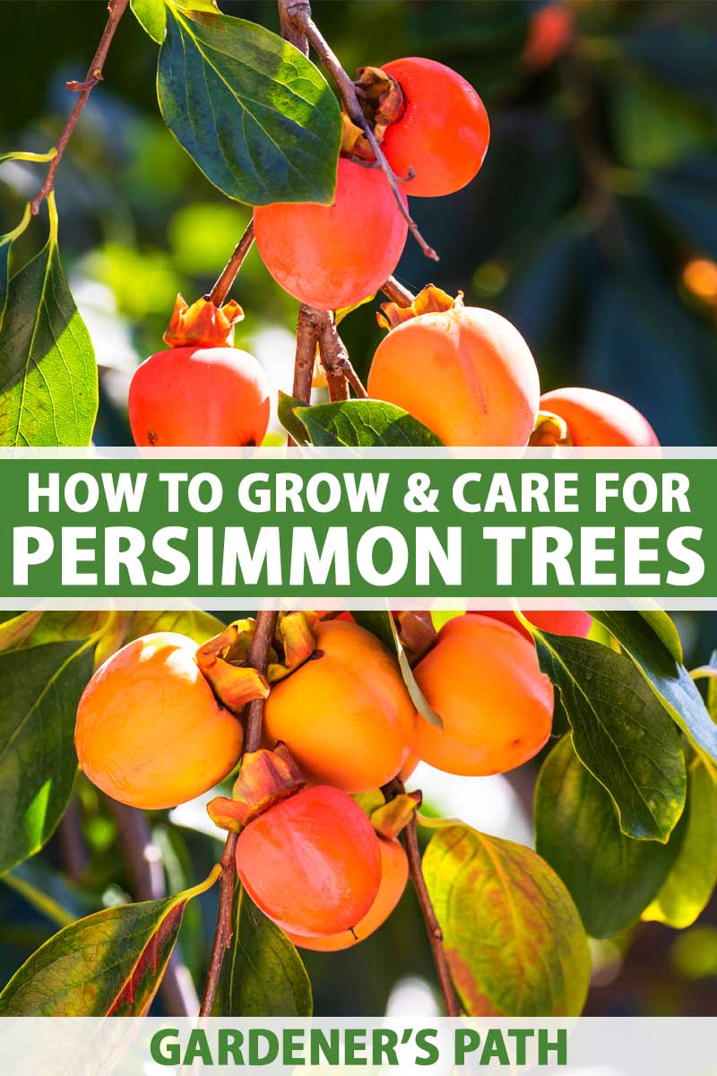 Fuyu Persimmon Tree Kaki Asian Orange Sweet Fruit Plant Full Sun Partial Shade