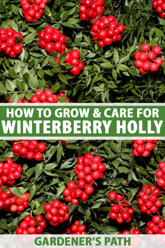 A close up vertical image of the bright red fruits and deep green foliage of winterberry holly. To the center and bottom of the frame is green and white printed text.