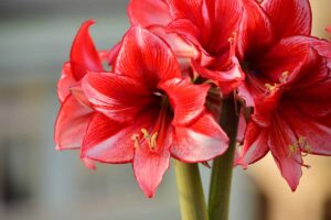 A close up horizontal image of bright red amaryllis flowers pictured on a soft focus background.