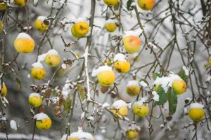 A close up horizontal image of an apple tree in the winter with snow on the branches and fruits pictured on a soft focus background.