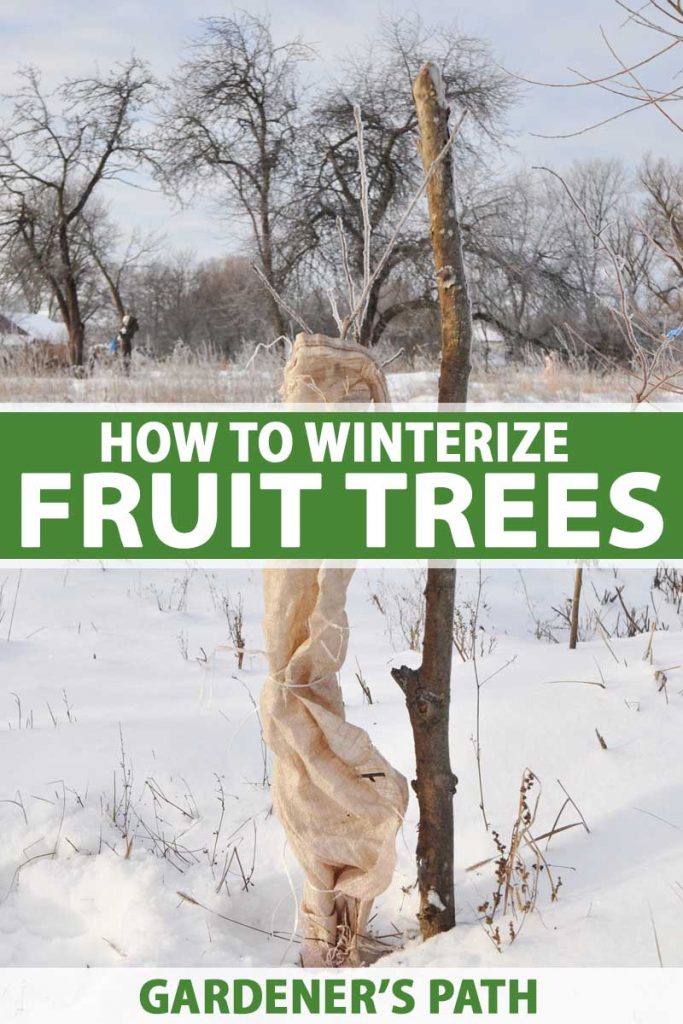 Fruit tree winterizing