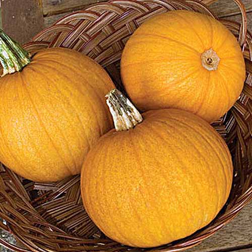 A close up square image of 'Jack-O-Lantern' pumpkins set in a wicker basket.