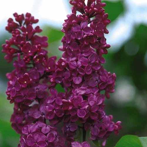 A close up square image of the dark purple flowers of Syringa vulgaris 'Ludwig Spaeth' pictured on a soft focus background.