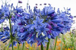 A close up horizontal image of deep blue 'Margaret' flowers growing in the garden pictured in light sunshine on a soft focus background.
