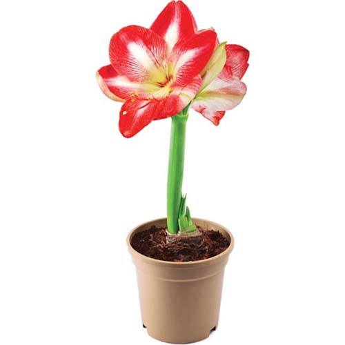 A close up square image of Hippeastrum 'Minerva' with a red and white flower growing in a small pot pictured on a white background.