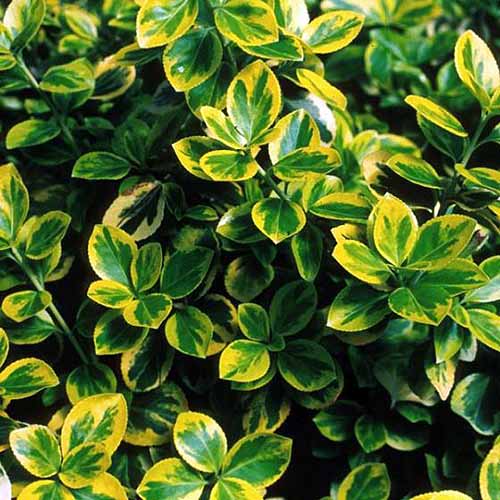 A close up square image of Euonymus fortunei ‘Moonshadow’ with green and yellow foliage growing in the garden pictured on a soft focus background.