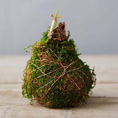 A close up square image of a Hippeastrum bulb wrapped in moss and tied with copper wire, set on a wooden surface pictured on a soft focus background.