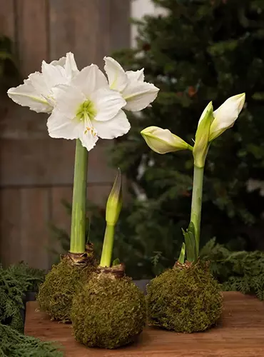 A close up of white-flowering moss-wrapped amaryllis bulbs set on a wooden table.