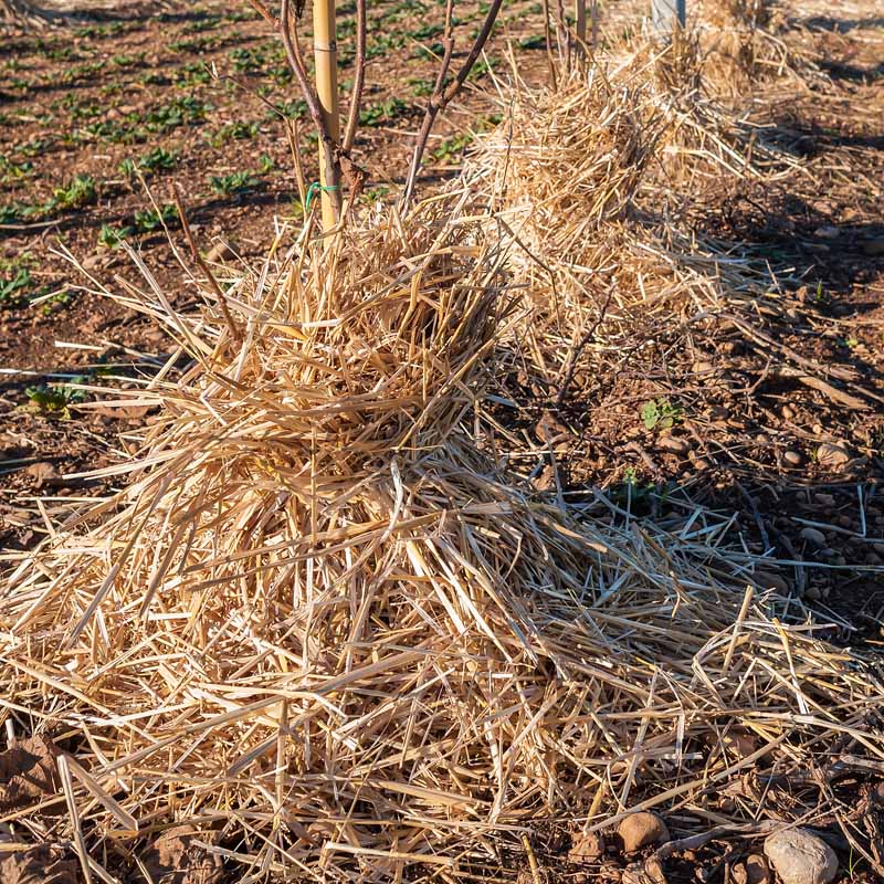 A close up square image of a row of plants mulched with straw for winter protection.