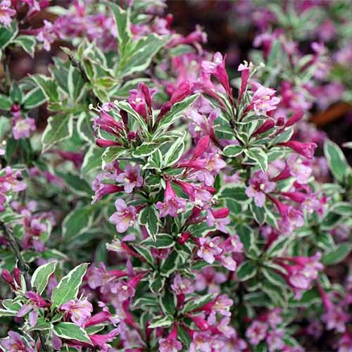 A close up square image of Weigela florida ‘My Monet’ with small purple flowers and variegated foliage growing in the garden pictured on a soft focus background.