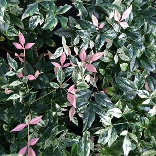 A close up square image of the pretty variegated foliage of Nandina domestica ‘Twilight’ growing in the garden pictured on a soft focus background.