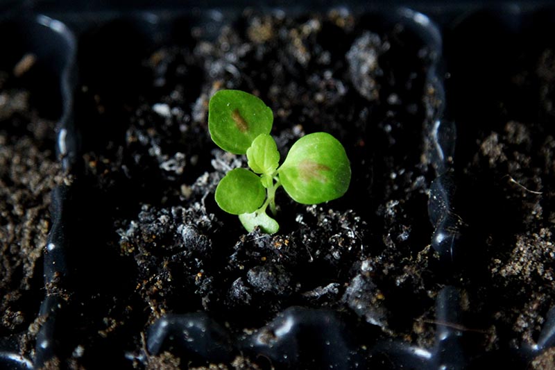 A close up horizontal image of a newly-sprouted seeding in rich soil in a black plastic seed flat.