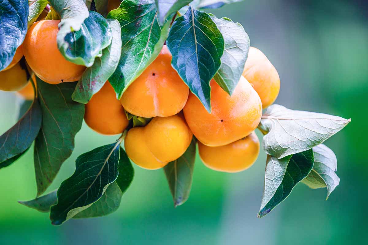 A close up horizontal image of ripe, orange persimmons growing on the branch pictured on a soft focus background.