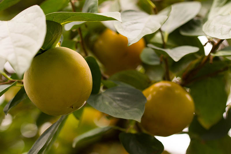 A close up horizontal image of Diospyros kaki fruit growing on the tree pictured in light sunshine on a soft focus background.