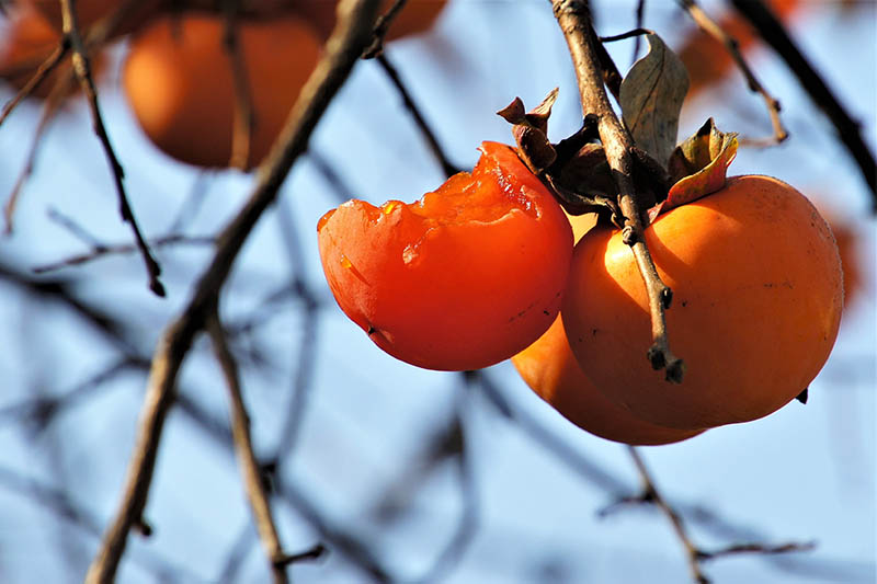 When and How to Harvest Persimmons
