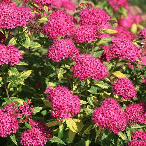 A close up square image of the bright pink flowers of Spiraea japonica Double Play ® Painted Lady® ‘Minspi’ growing in the garden pictured in bright sunshine.