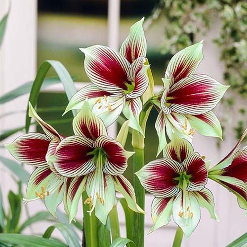 A close up square image of the striped, bicolored blooms of Hippeastrum 'Papilio' pictured on a soft focus background.