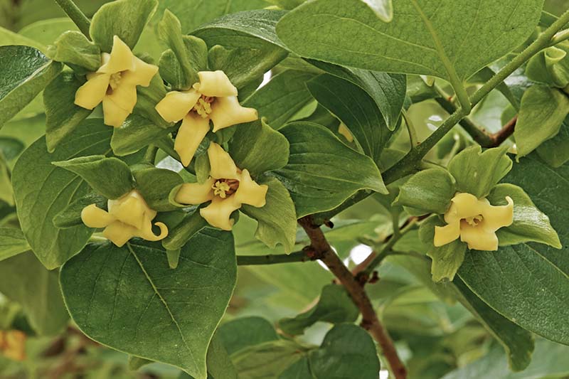A close up horizontal picture of the flowers of Diospyros kaki growing in the garden surrounded by foliage.