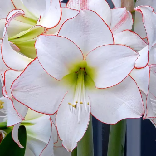 A close up square image of the delicate white flowers with red edging of Hippeastrum 'Pictoee' pictured on a soft focus background.