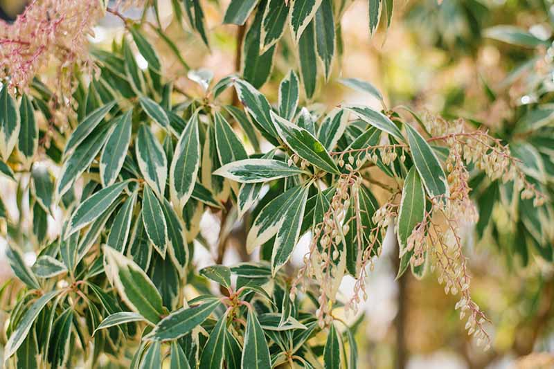 A close up horizontal image of Pieris japonica ‘Variegata’ growing in the garden pictured on a soft focus background.