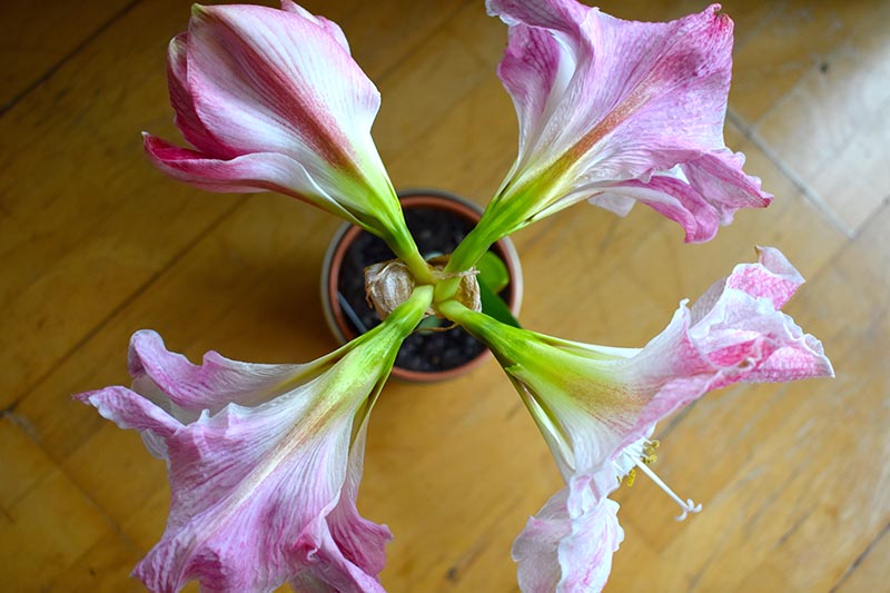 A close up top down horizontal image of four pink and white amaryllis flowers sprouting from a single bulb, growing in a terra cotta pot set on a wooden surface.