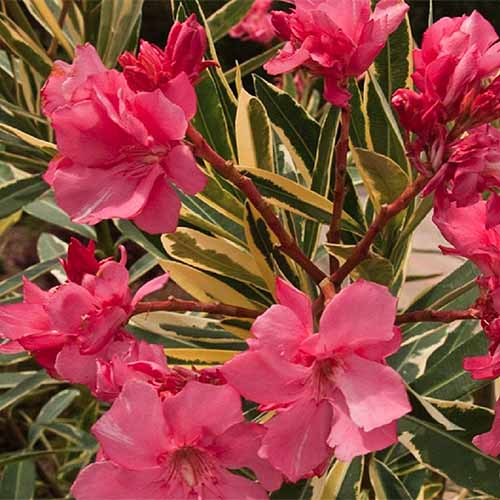 A close up square image of the bright pink flowers of Nerium oleander ‘Variegata’ growing in the garden pictured in light sunshine on a soft focus background.
