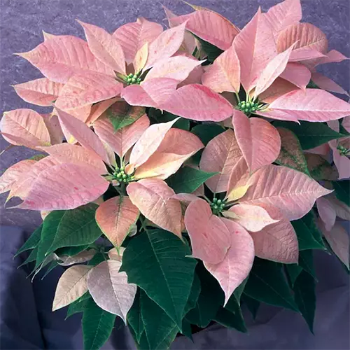 A close up square image of a light pink poinsettia plant growing in a six inch point.