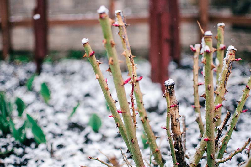 A close up horizontal image of a shrub that has been pruned in a winter garden landscape with a light dusting of snow on the ground and a fence in soft focus in the background.