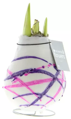 A close up of a waxed amaryllis bulb with pink and purple decorative stripes.