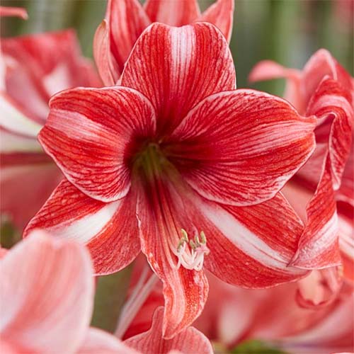 A close up square image of the red and white striped Hippeastrum 'Pyjama Party' pictured on a soft focus background.