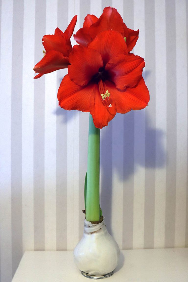 Wie Pflegt Man Amaryllis