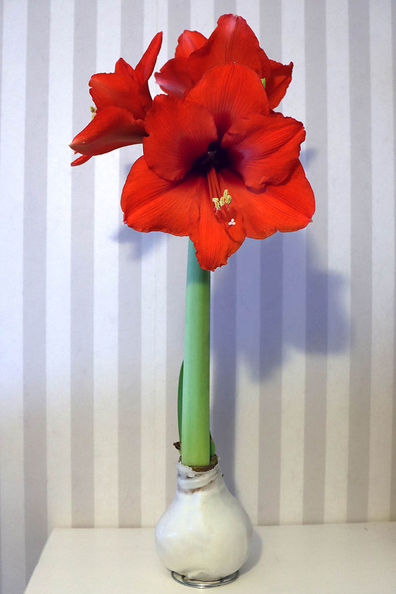 A close up vertical image of a wax-covered bulb with bright red flowers set against striped wallpaper.