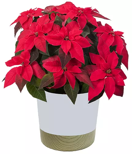 A close up of a red poinsettia plant growing in a decorative ceramic pot isolated on a white background.