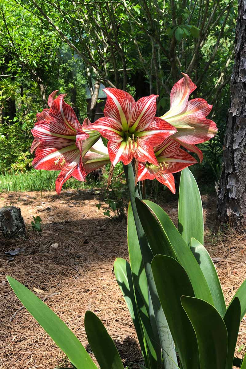A close up vertical image of red and white striped amaryllis flowers growing in the garden pictured in bright sunshine with trees in soft focus in the background.