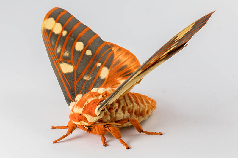 A close up of a regal moth with bright orange and black wings on a white surface.