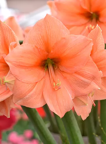 A close up square image of Hippeastrum 'Rilona' pictured on a soft focus background.