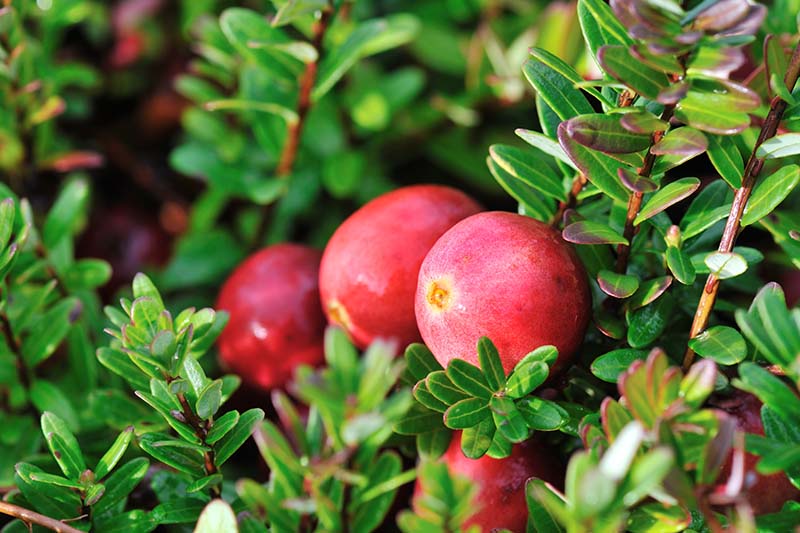A close up horizontal image of bright red Vaccinium macrocarpon fruit surrounded by foliage pictured in light sunshine on a soft focus background.