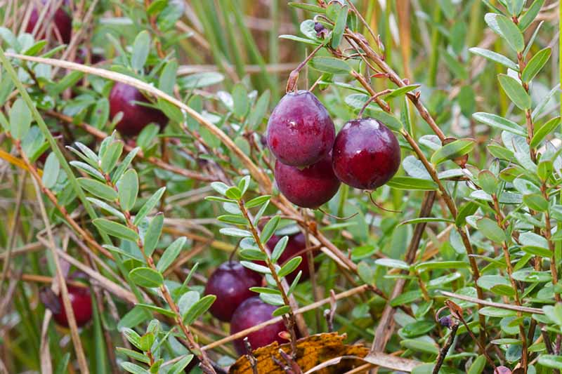 A close up horizontal image of dark red cranberries growing in the garden, ready for harvest pictured on a soft focus background.