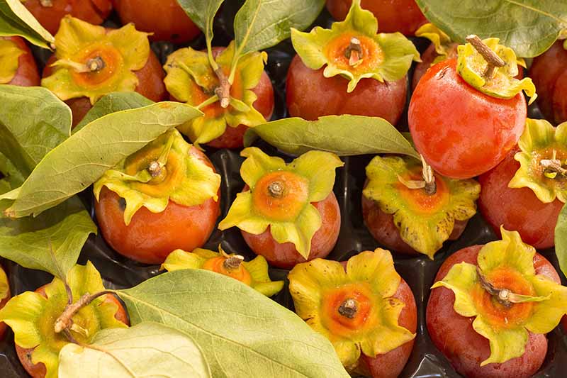 A close up horizontal image of freshly harvested Diospyros kaki fruit in plastic packaging.