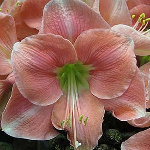 A close up square image of Hippeastrum 'Rosalie' pictured on a soft focus background.