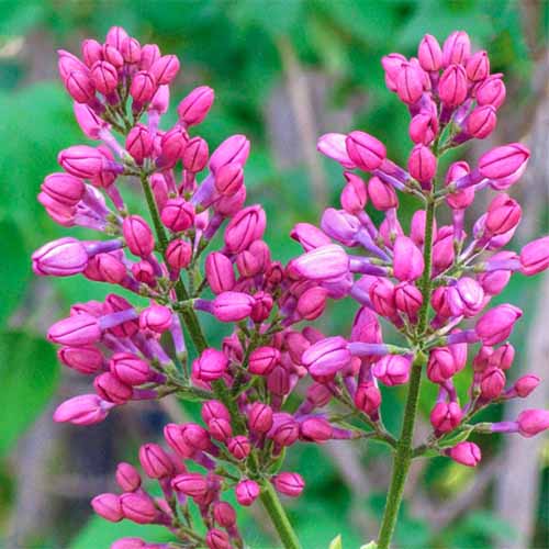 A close up square image of Syringa vulgaris 'Rosie Beach Party' growing in the garden pictured on a soft focus background.