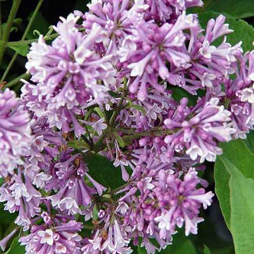 A close up square image of the flowers of Syringa vulgaris 'Royalty' growing in the garden with foliage in soft focus in the background.