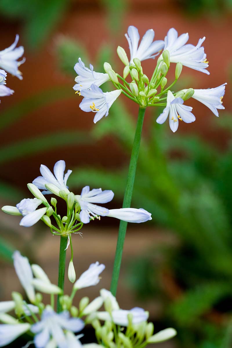 A close up vertical image of 'Silver Baby' flowers growing in the garden pictured on a soft focus background.