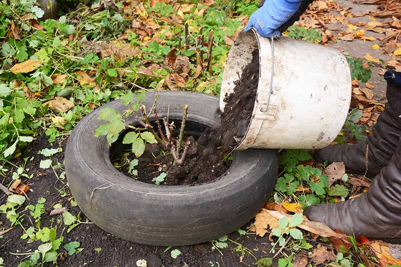 Imagen horizontal de cerca de un neumático colocado alrededor de un arbusto y lleno de tierra para proporcionar protección contra el clima frío durante los meses de invierno.