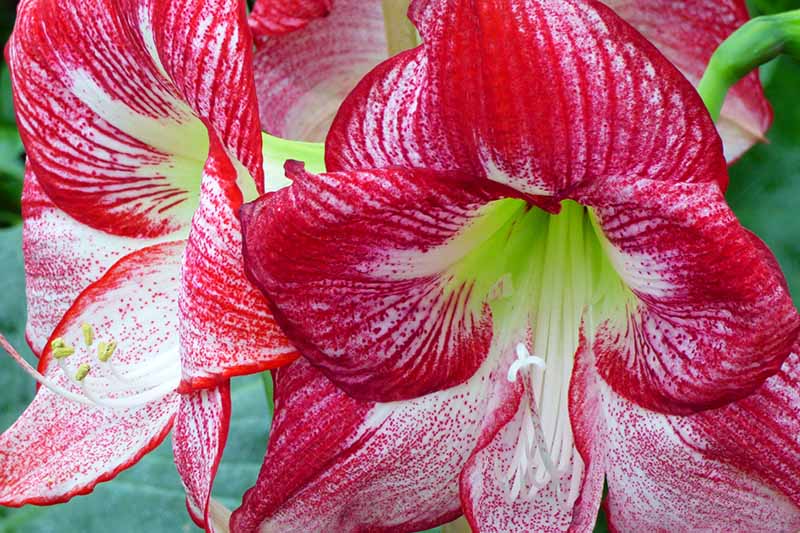 A close up horizontal image of red and white bicolored Hippeastrum flowers pictured on a soft focus background.