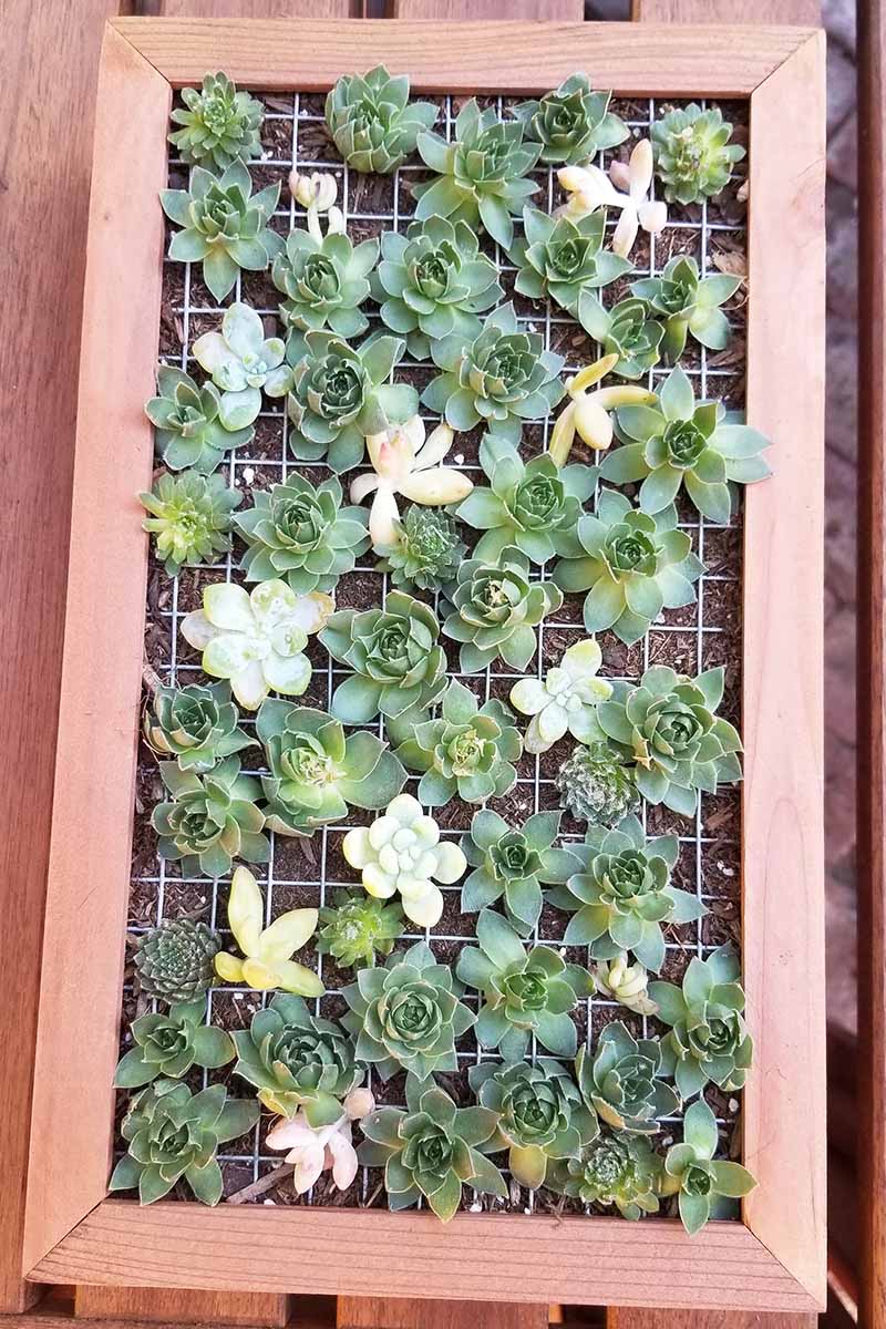 A close up vertical image of a wooden planter with various succulent plants set on a wooden surface.